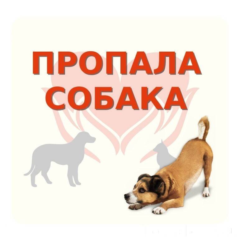 Картинка потерялась собака