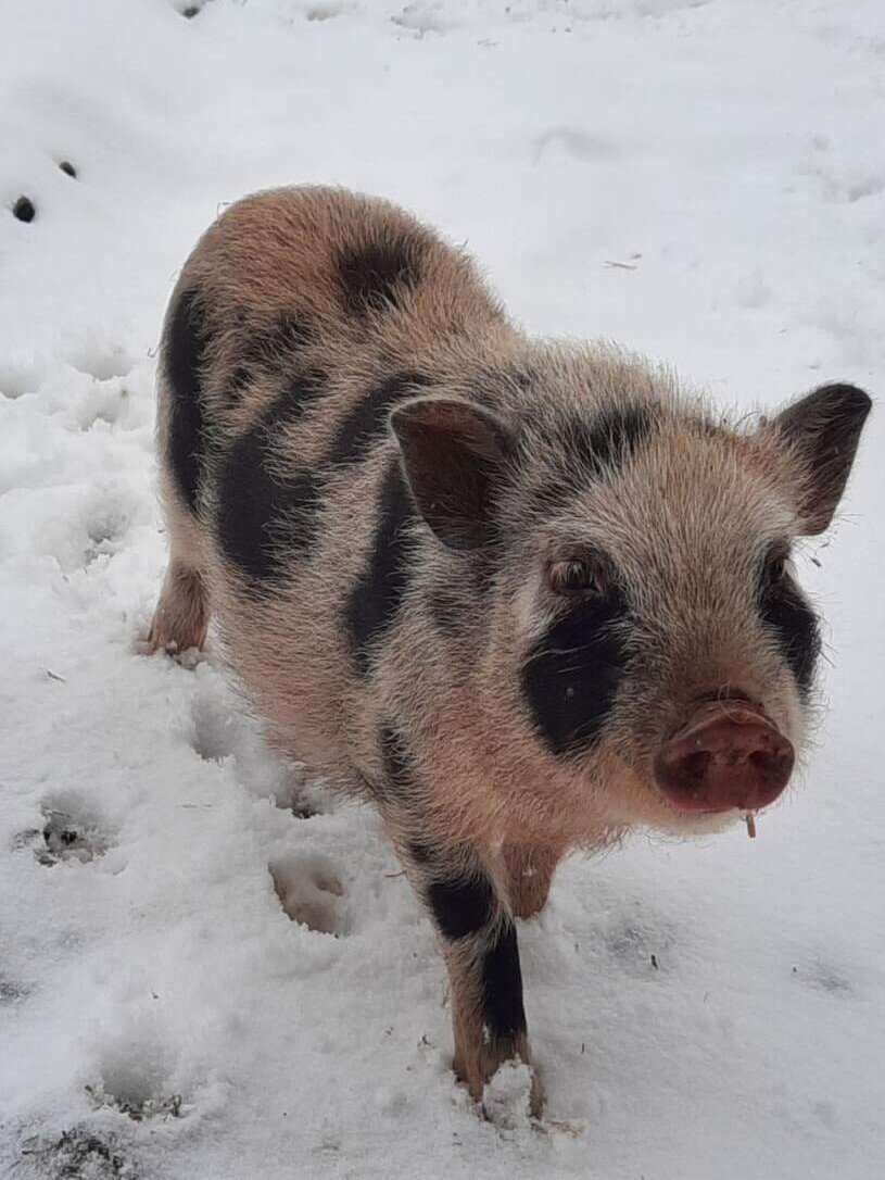 вот мои далматинцы