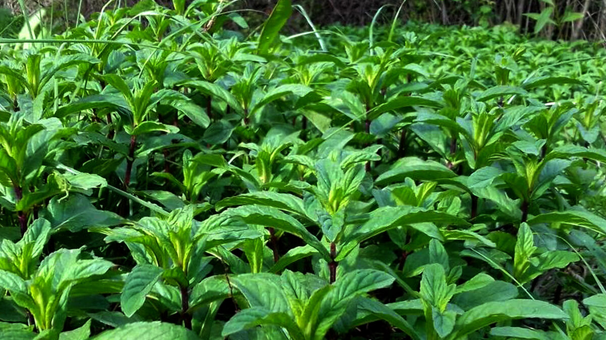 Мята перечная