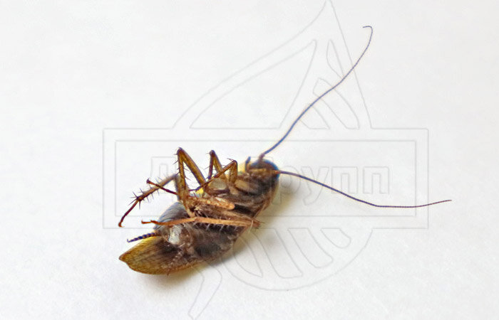 Борная кислота от тараканов в квартире: рецепты и способы применения отравы