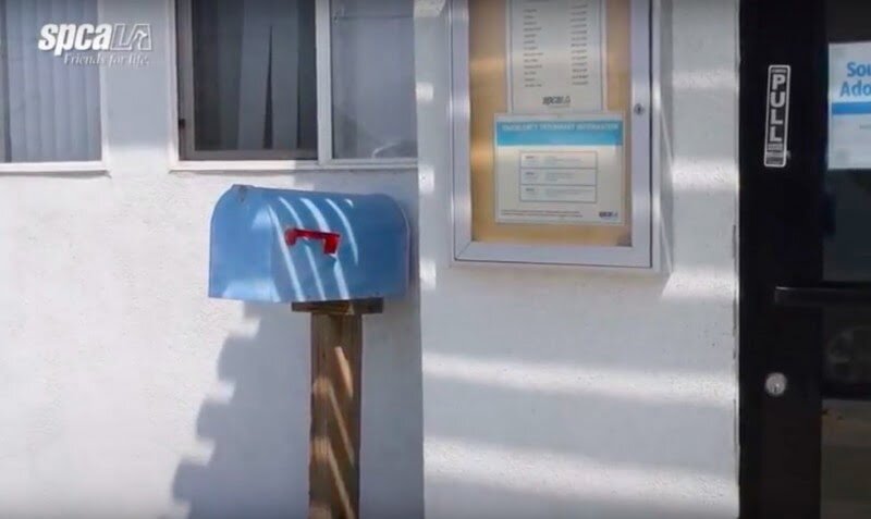 Тот самый ящик. Источник фото: https://popularnoe.net/iz-pochtovogo-yashhika-donosilis-strannye-zvuki-a-potom-naxodka-stala-rasti-ne-po-dnyam-a-po-chasam/