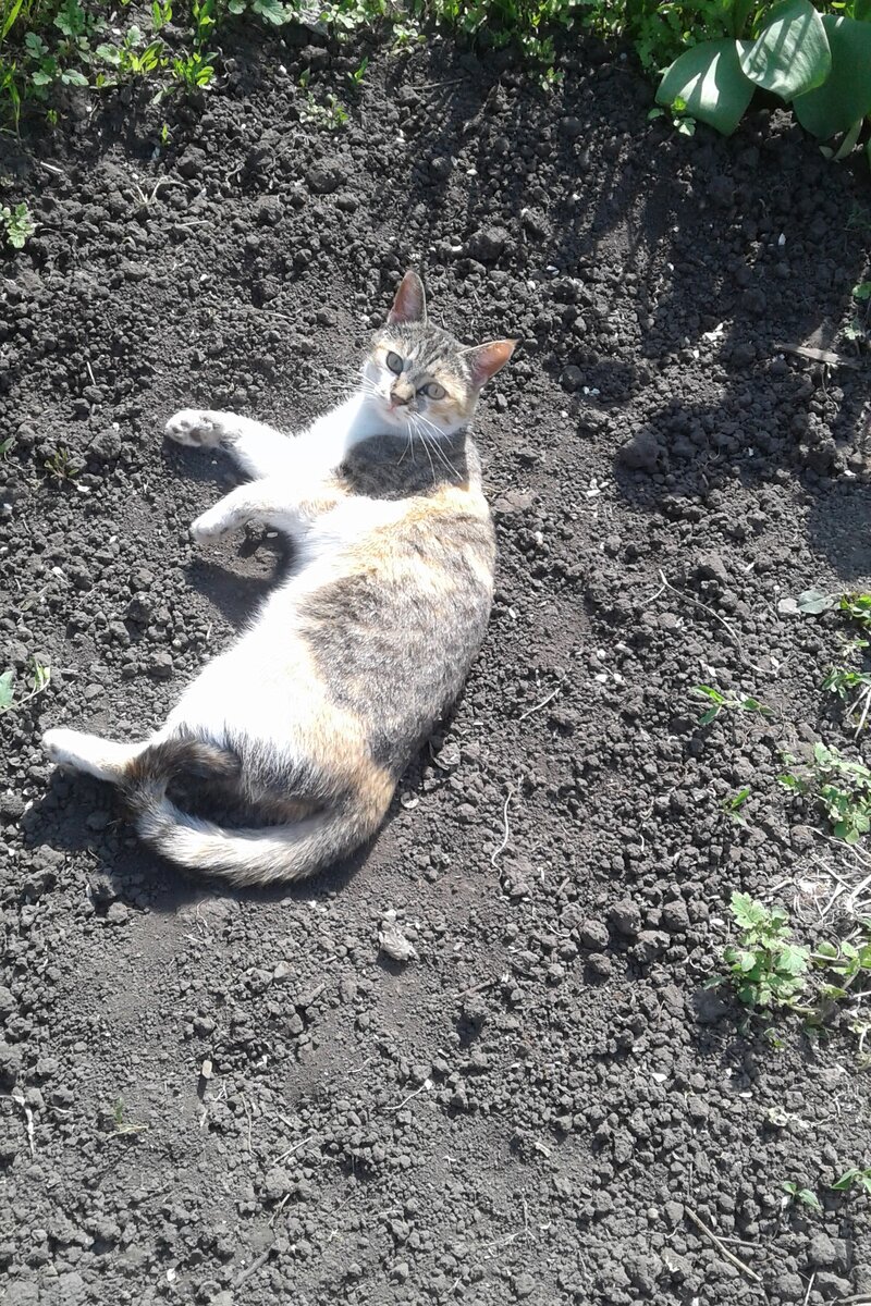 моя помощница