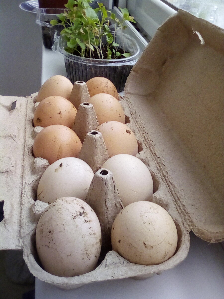 хоть и грязные но домашние. никак не можем приучить кур лапы вытирать после прогулки по огороду.