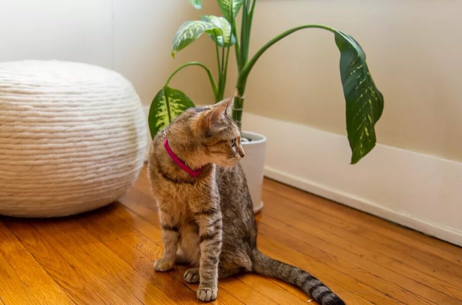 Кошки обожают грызть комнатные растения (Фото из открытых источников)