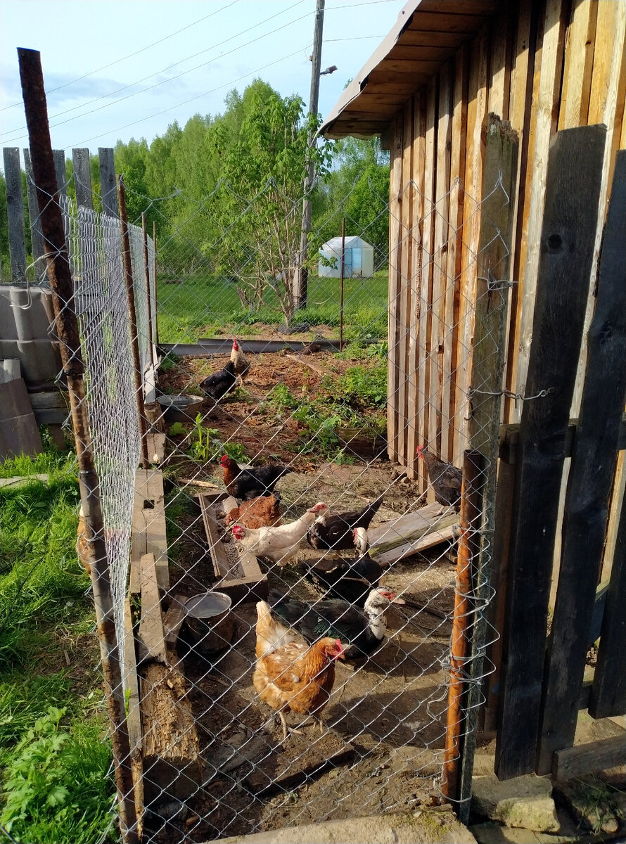 Выгул в курятнике