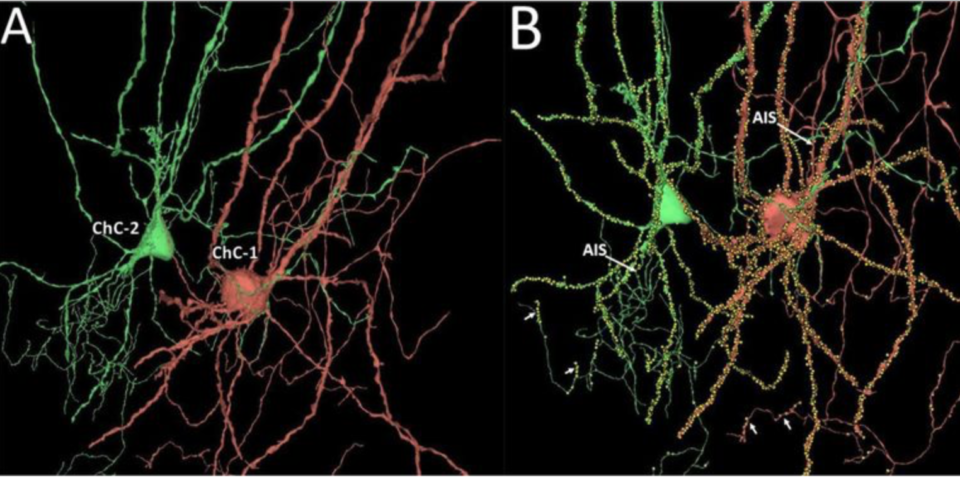 Credit: Connectomics at Google