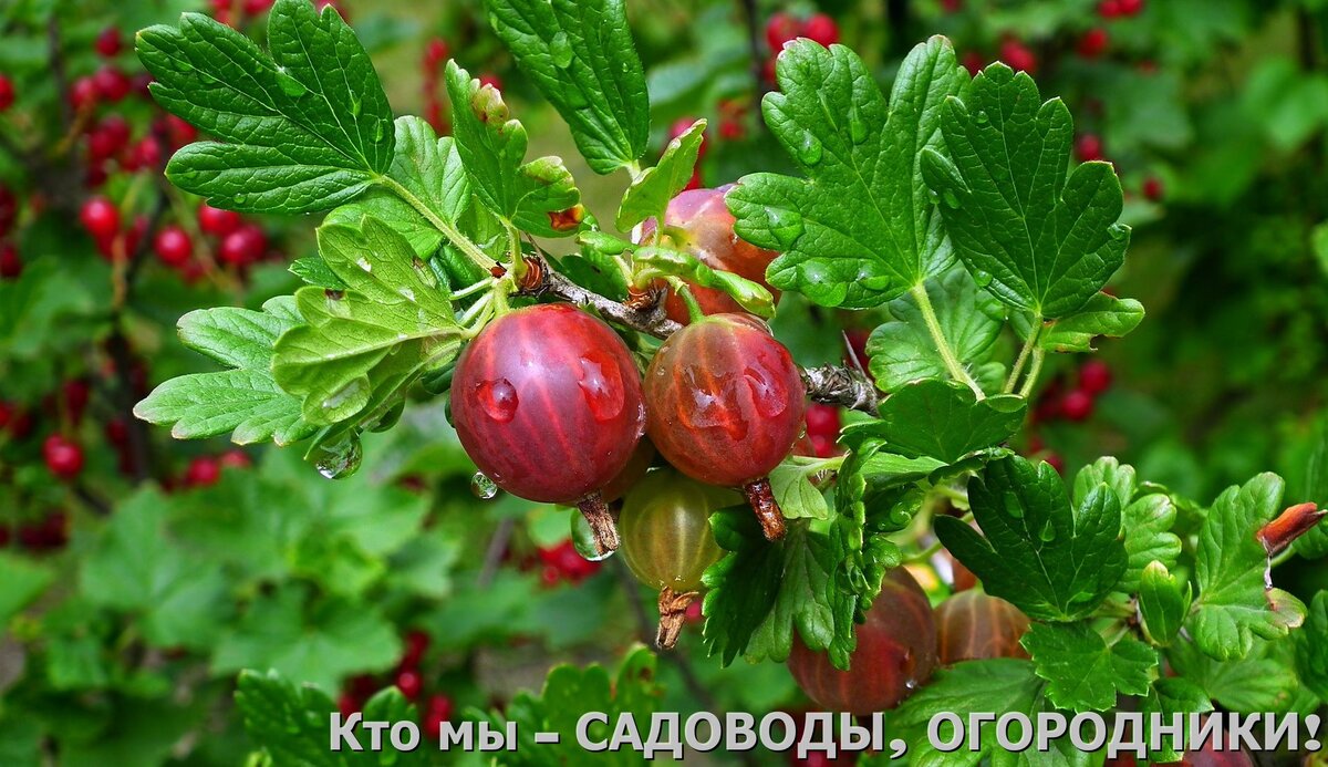 Фото с pixabay.com
