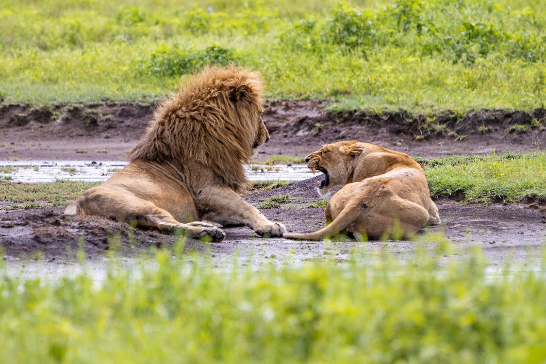Со стороны может показаться, что львиный прайд — это крепкая и дружная семья, которая живет по принципу «один за всех и все за одного».