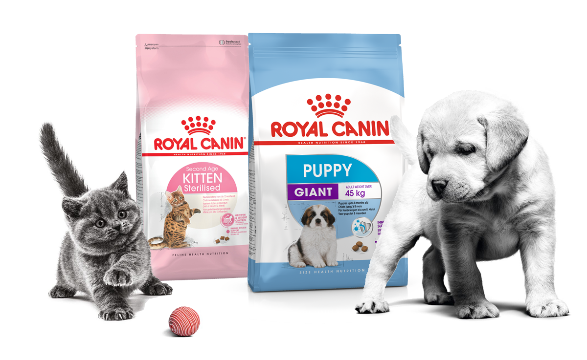 1xpet как правильно кормить беременную кошку. 1xpet как правильно кормить беременную кошку