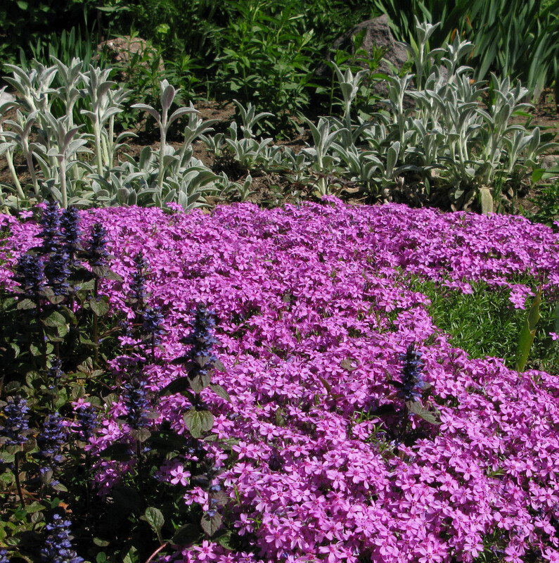 Ajuga reptans Живучка ползучая и Phlox subulata Флокс шиловидный в саду Е. Мумриной. 