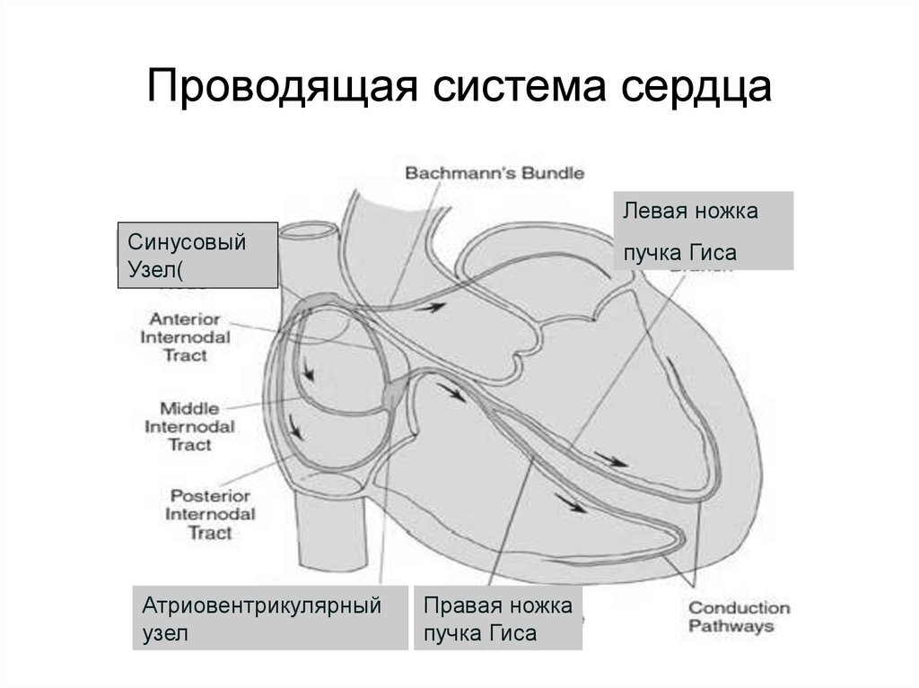 Структура проводящей системы сердца схема. Схема проводящей системы сердца человека. Проводящая система сердца схема физиология. Строение проводящей системы сердца кратко.