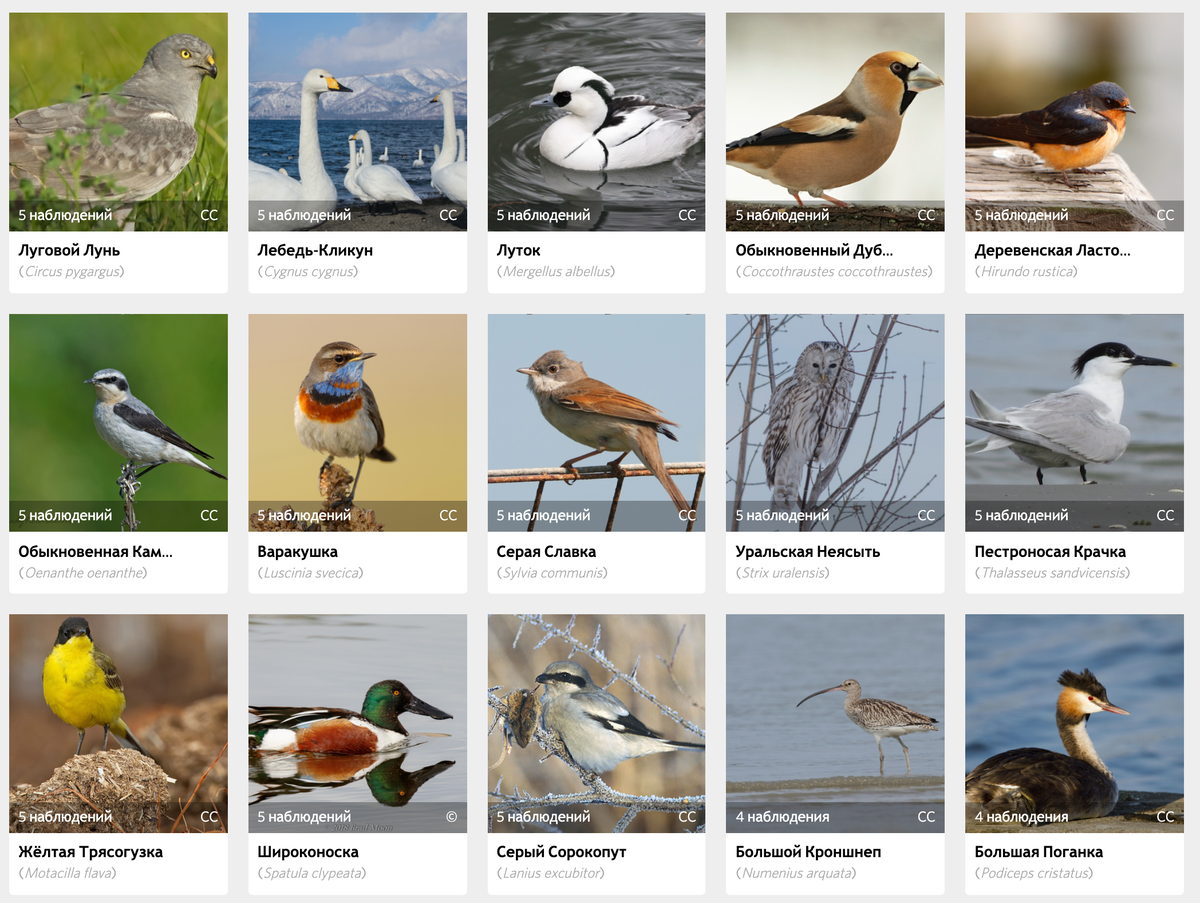 Птицы россии фото с названиями