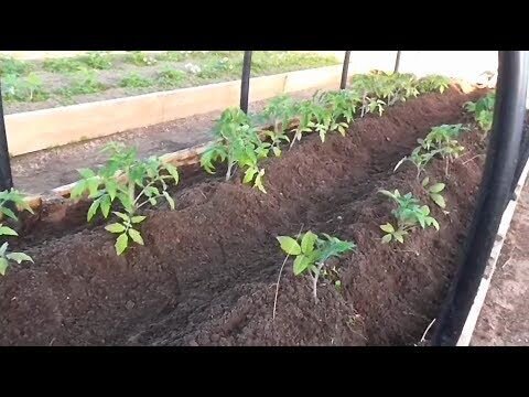 Томаты в открытом грунте. 