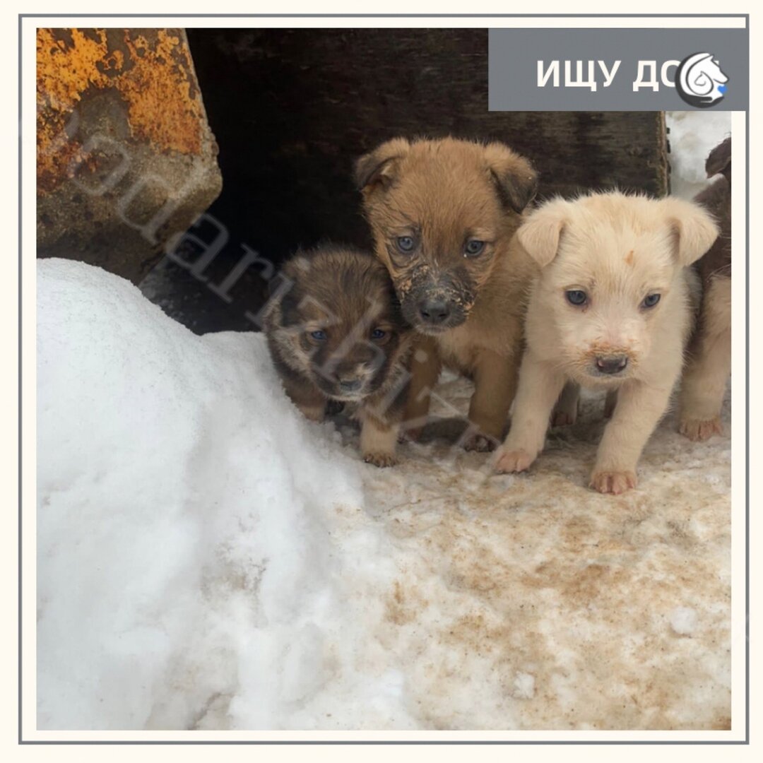 Там щенки. Щенки в рыбнице. Фото старый пес задира. Кошки и собаки. Щенки без породы маленькие.