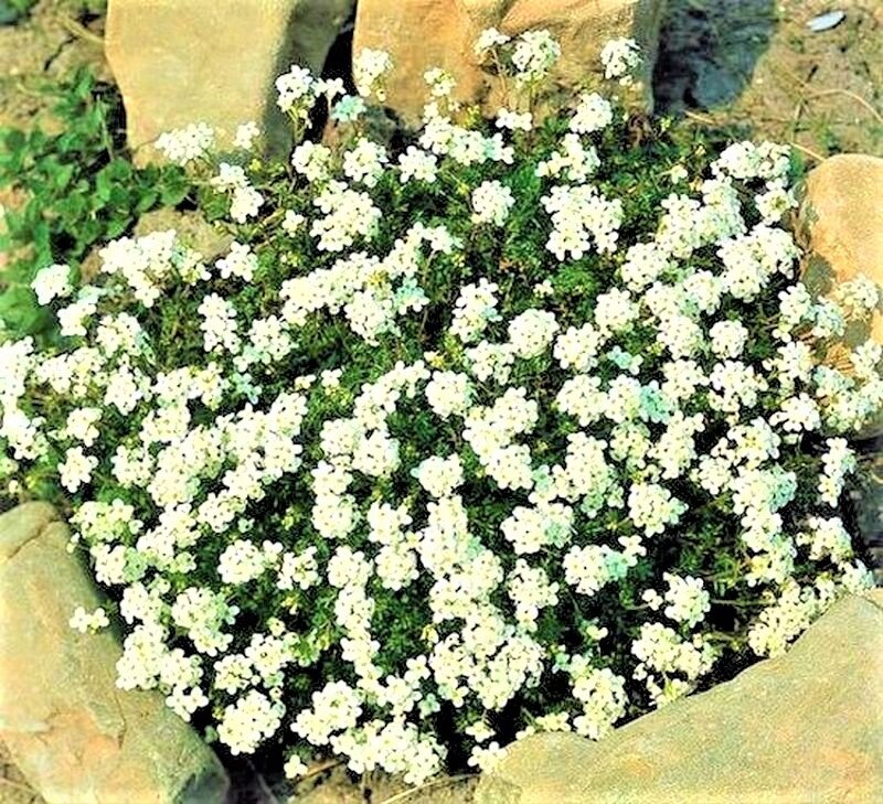  Листайте галерею. Гутчинзия альпийская. Фото с сайта: https://clck.ru/b4vz5.