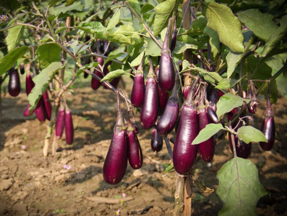 Фото: news.cornell.edu