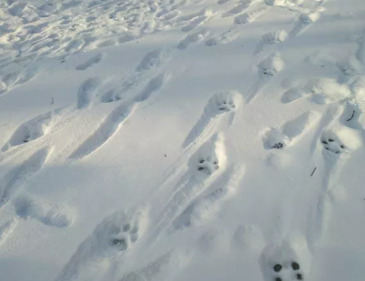 фото взято из открытых источников