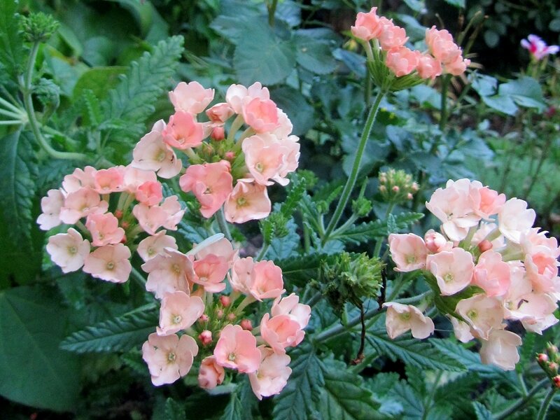 Вербена. Авторское фото августа 2011 года.