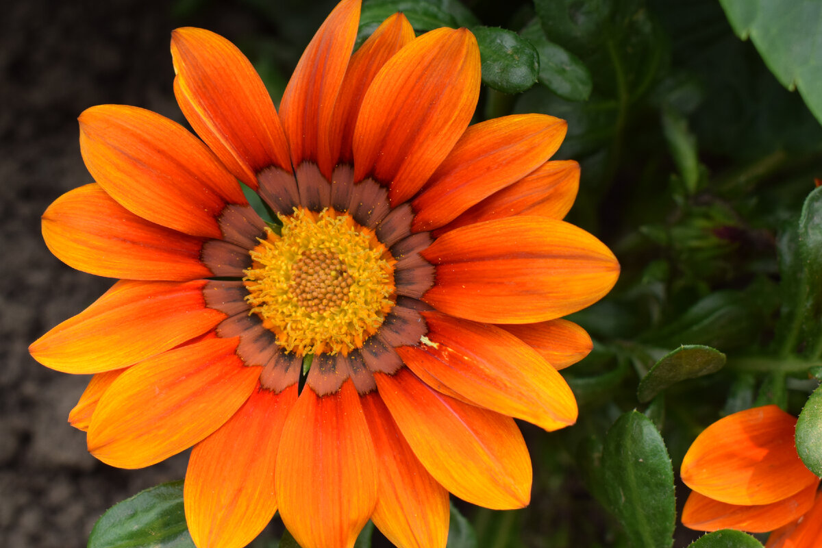 цветок гацании очень похож на ромашку(фото автора)