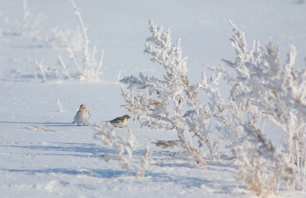Белизной пера пуночки презентуют нам суровую красоту Севера