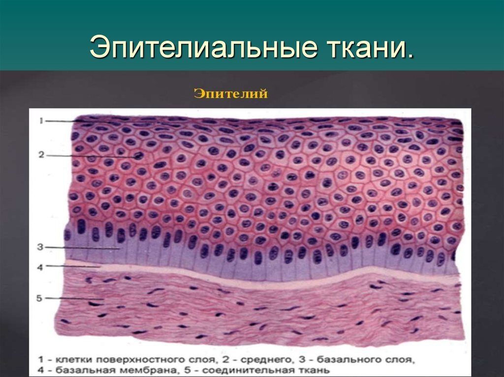 Строение эпителиальной ткани анатомия. Строение клетки эпителиальной ткани. Эпителиальные ткани (эпителии). Покровный эпителий строение ткани.