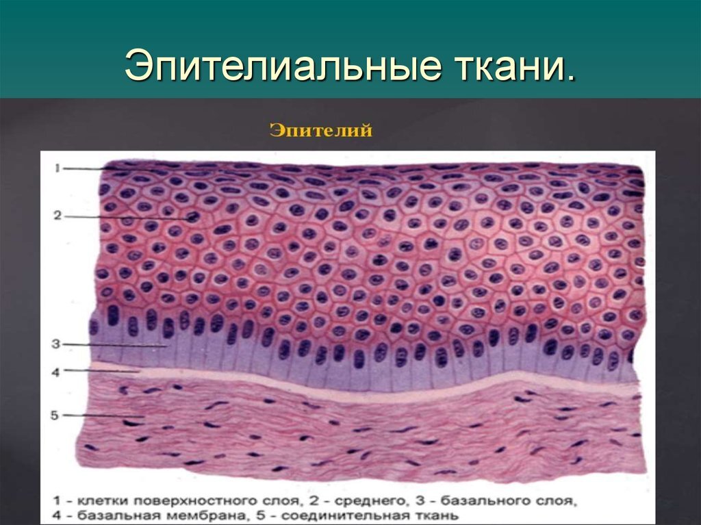 Какая ткань под эпителием. Строение эпителиальной ткани анатомия. Строение клетки эпителиальной ткани. Эпителиальные ткани (эпителии). Строение эпителиальной ткани человека рисунок.