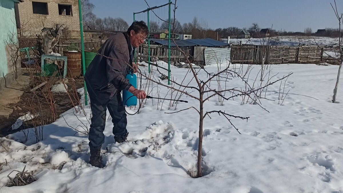 Обработка сада ранней весной мочевиной. Удобряет Дэй цию мочевиной весной.