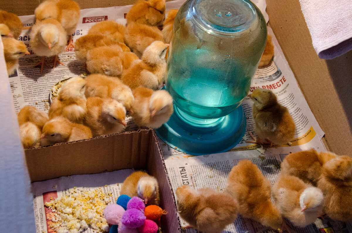 Отдельная коробка для цыпленка. Фото автора