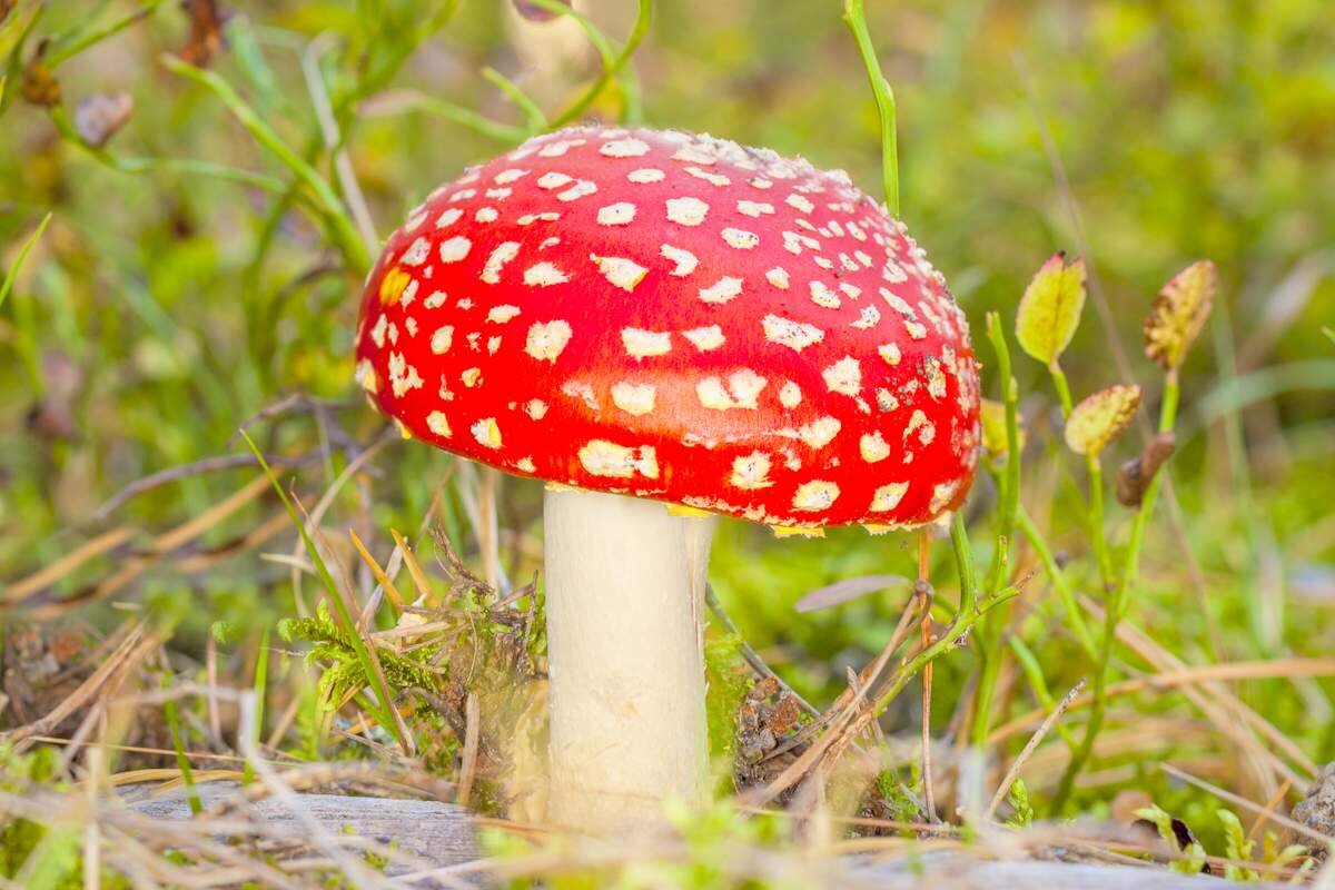 мухомор красный