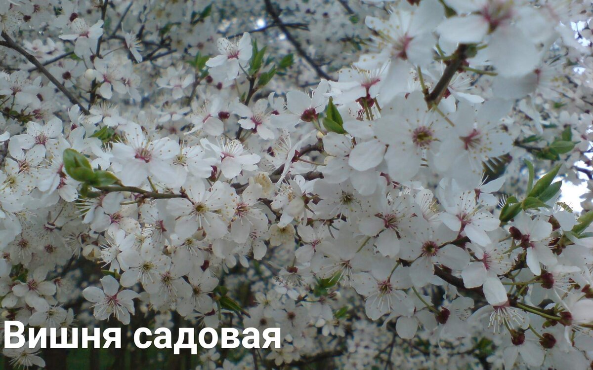 Из интернета