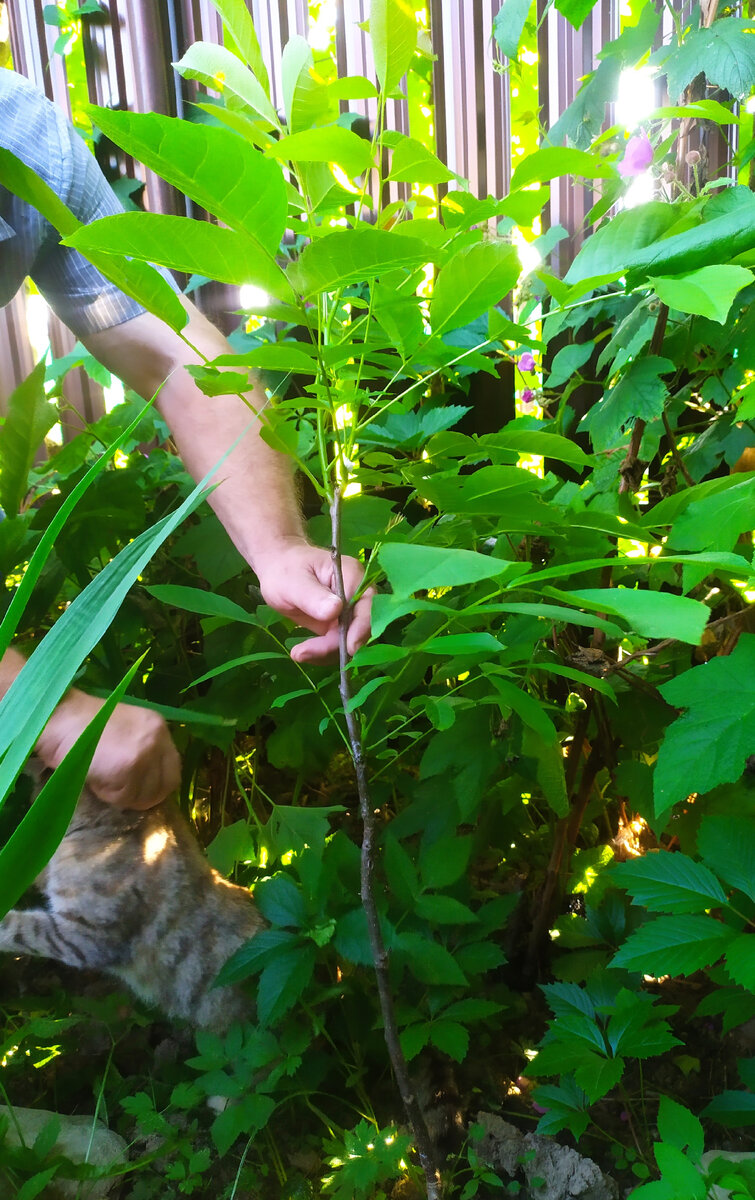 2-х летний саженец грецкого ореха, МО