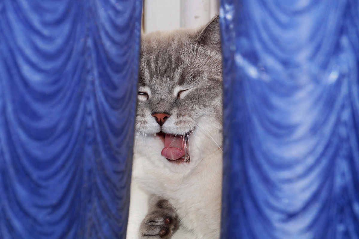 "Не для мытья мой язык, хозяйка, а для пенья!" - как бэ намекает кот Сеня. 