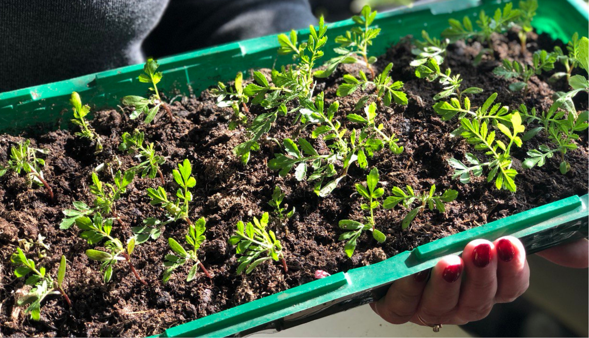 Рассада бархатцев. А вы знаете как полезны бархатцы? Это не просто красивые цветы, но и супер полезные растения, укрепляющие здоровье!!