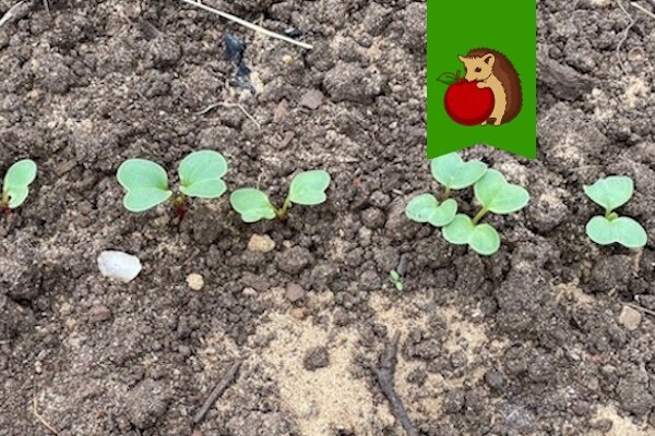 Редис – первая овощная культура, которая начинает радовать нас своим урожаем весной. И конечно же хочется, чтобы этот "первенец" был крепким, сочным, крупным и хрустким.