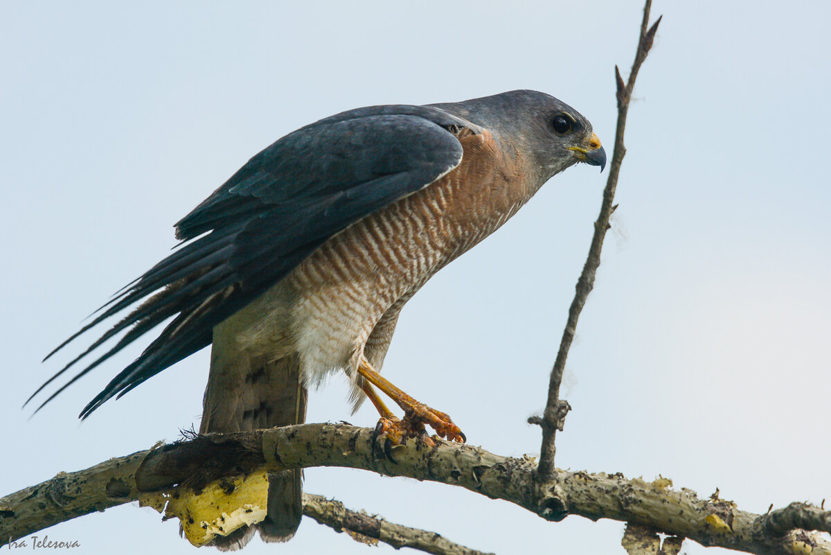 Европейский тювик или ястреб коротконогий
