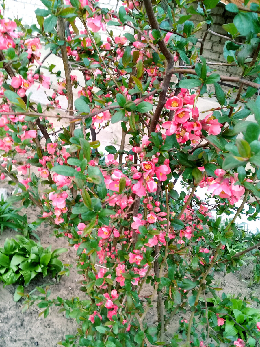 Японская айва под моим окном