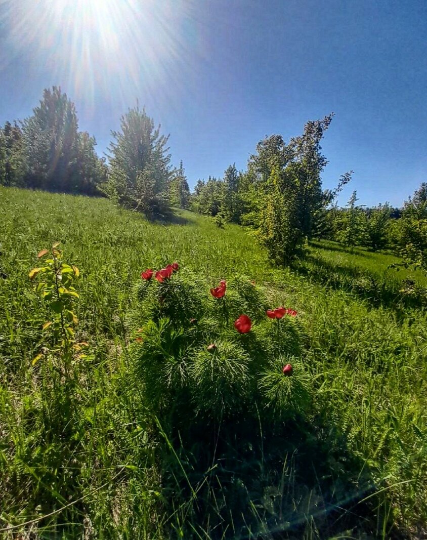 Из далека воронцы похожи на маки