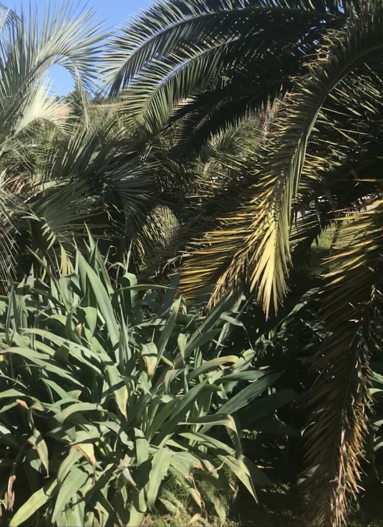 На выходе из аэропорта в Сочи встречают пальмы.