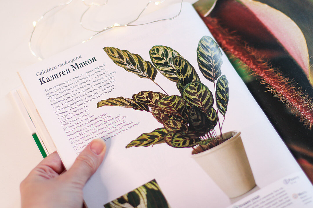 Идеи окружают нас повсюду!