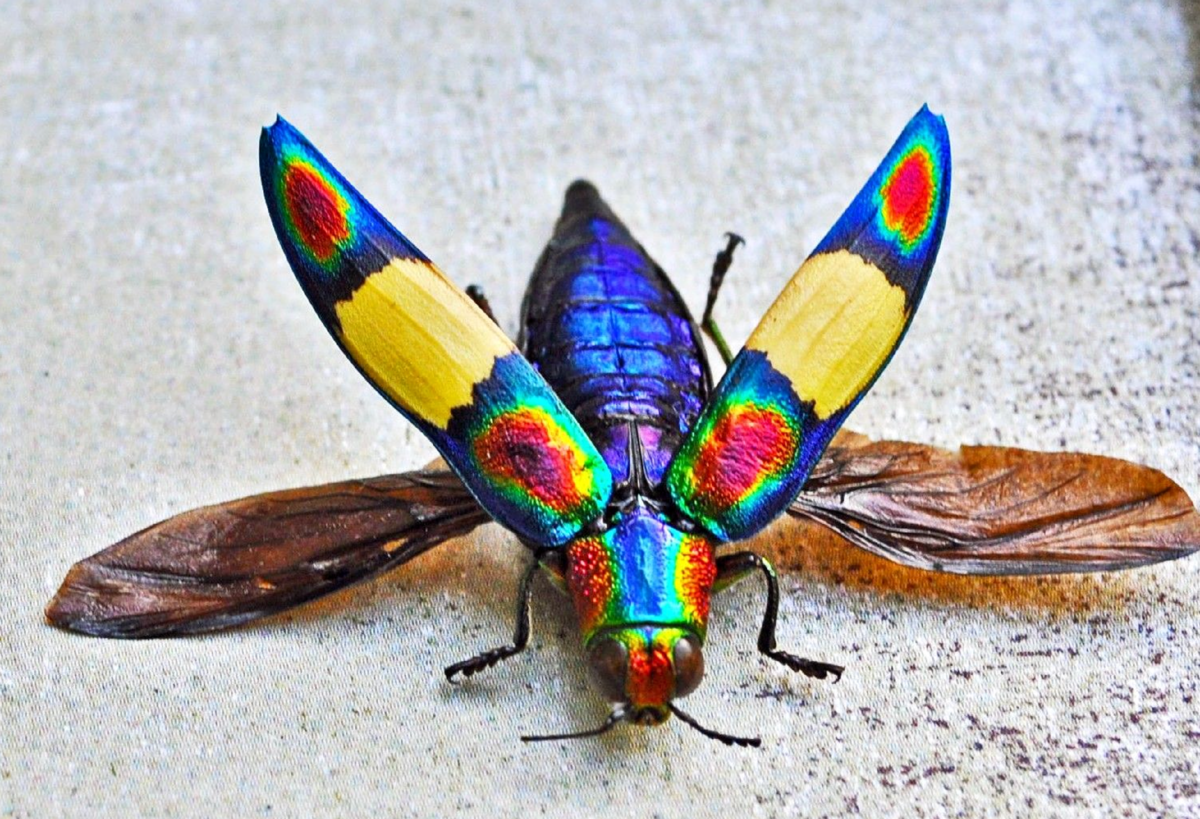 Разноцветные жуки и бабочки. Жук веероус. Радужный кузнечик Dactylotum bicolor. Разноцветные жуки. Экзотические жуки.