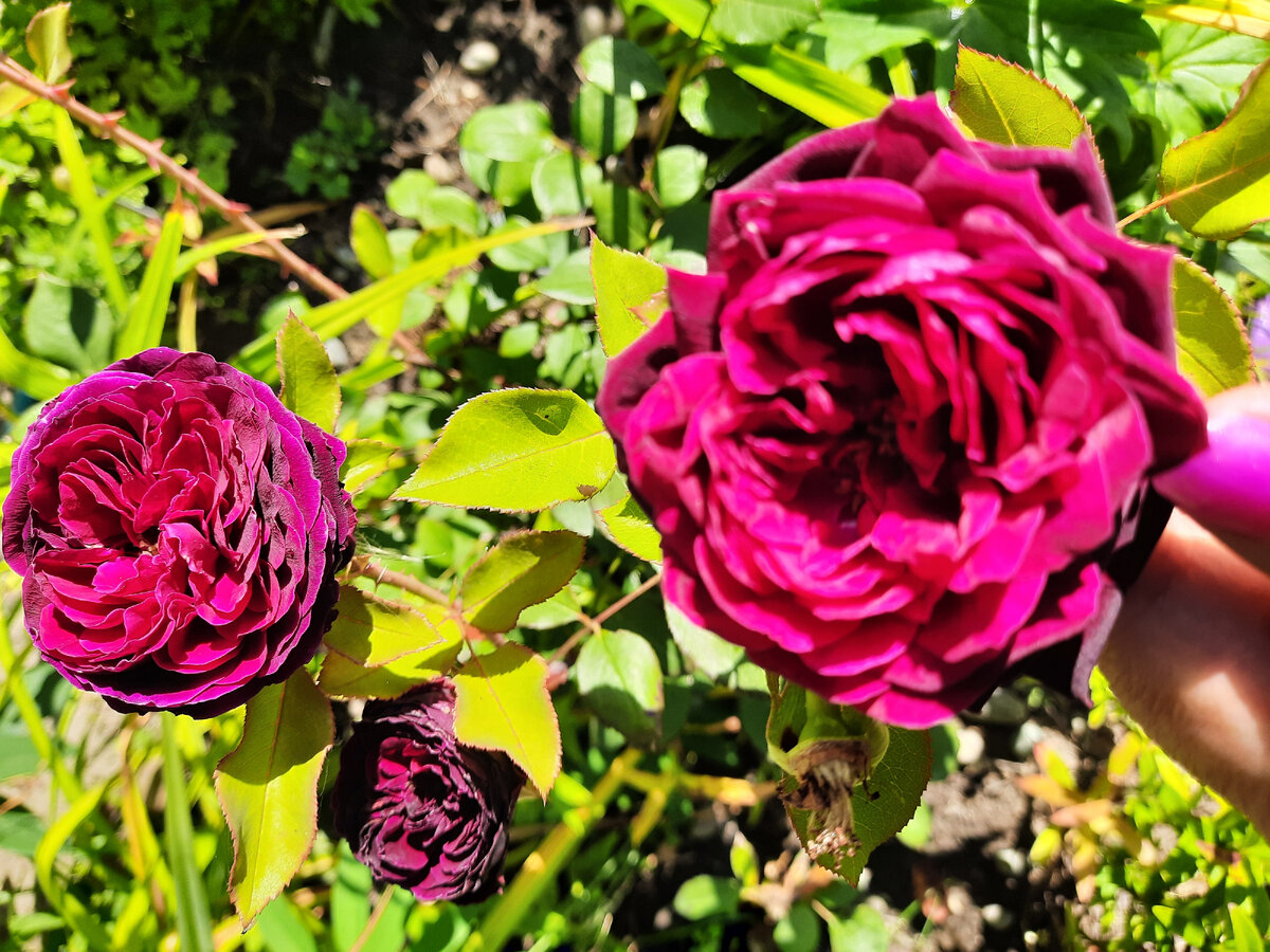 Розы расцвели вновь