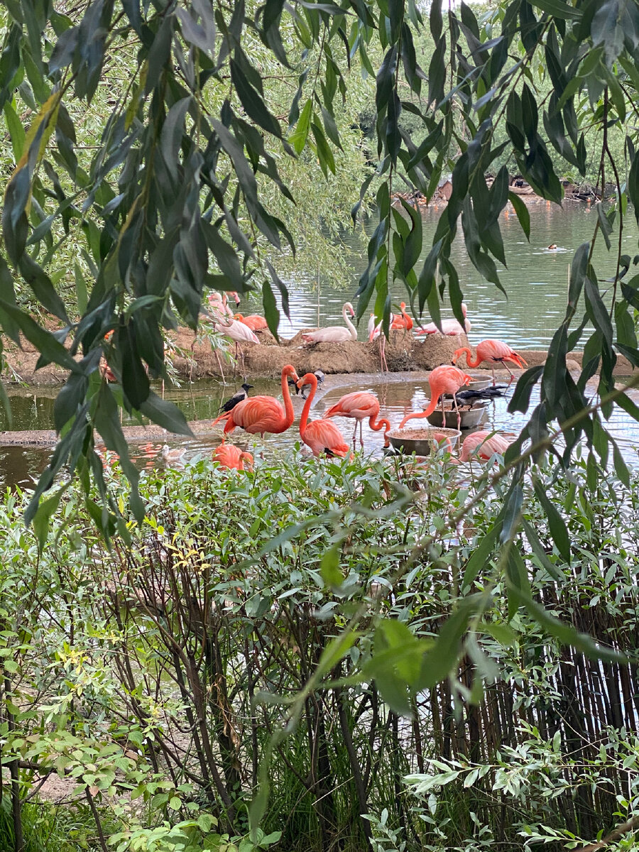 Фламинго💕