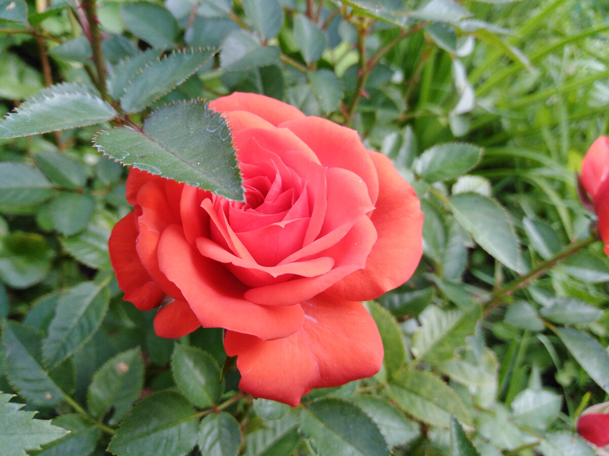 Александра