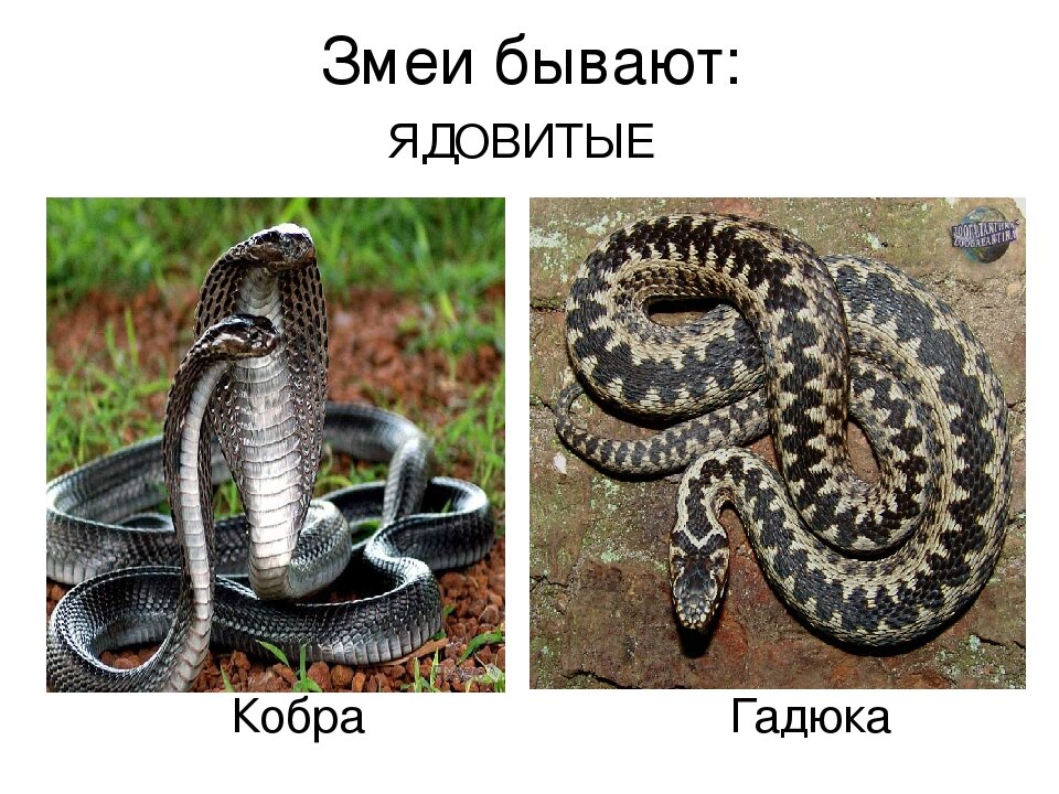 Какие бывают змеи фото и названия