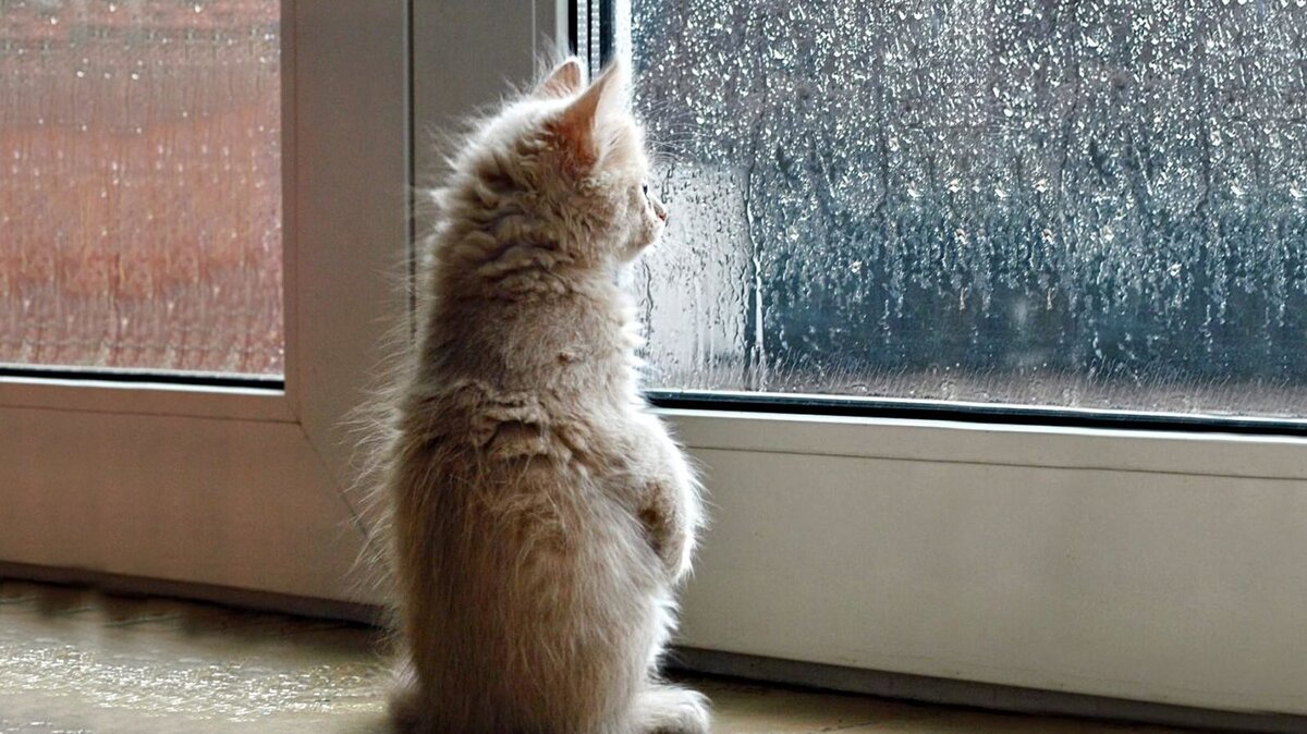 Утро без тебя было не было. Кот скучает. Котик грустит у окна. Кот ждет. Котенок ждет.