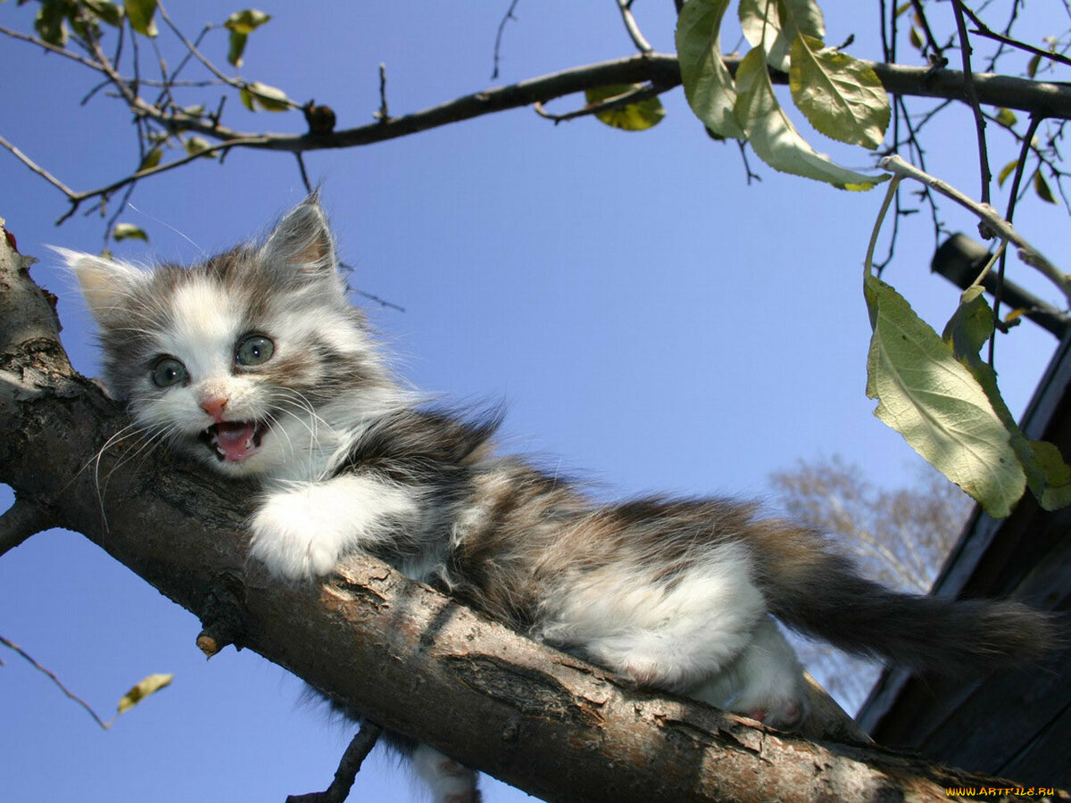 Фото из открытого источника