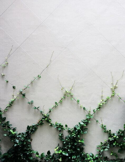 Изящная сеточка у стены. Фото Яндекс.Картинки