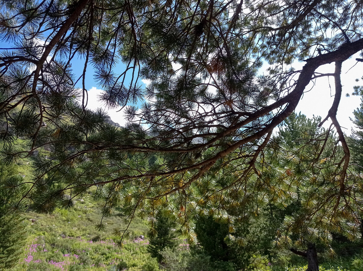 Вокруг лагеря