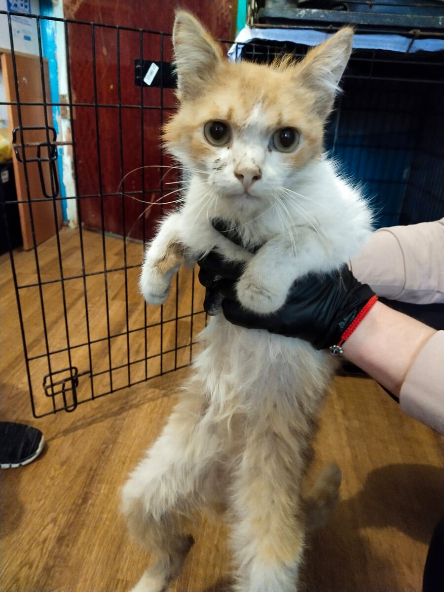 Счастливчик до лечения