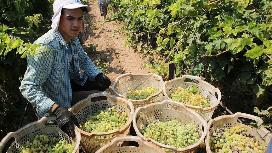 Турция экспортирует виноград в 56 стран мира